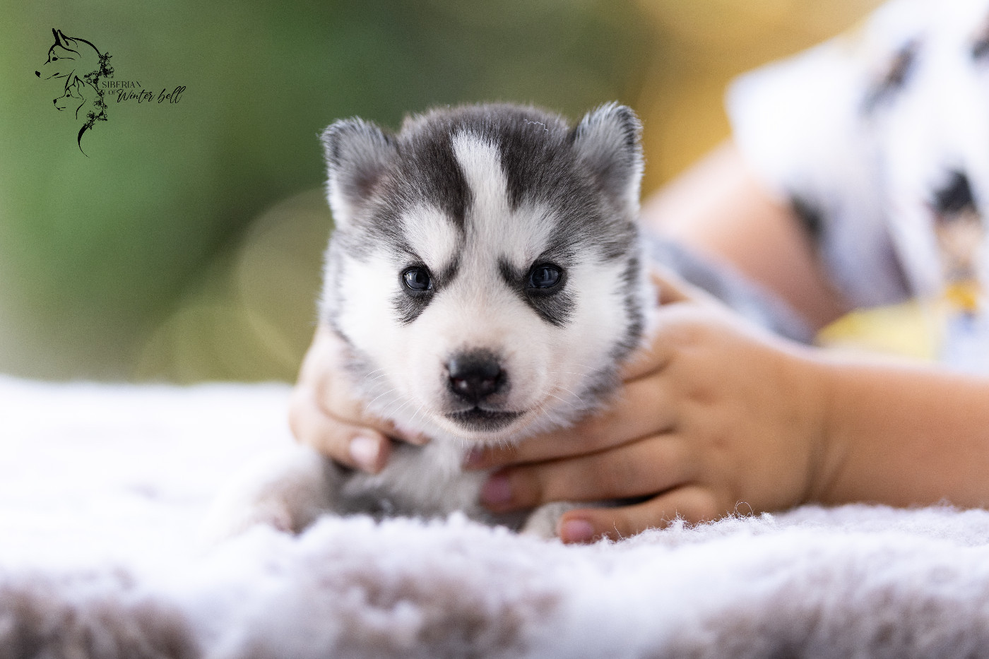Baby Doll - Siberian Husky