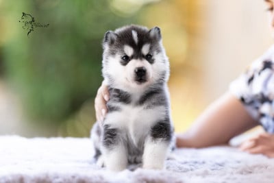 Les chiots de Siberian Husky