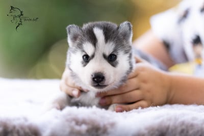 Les chiots de Siberian Husky