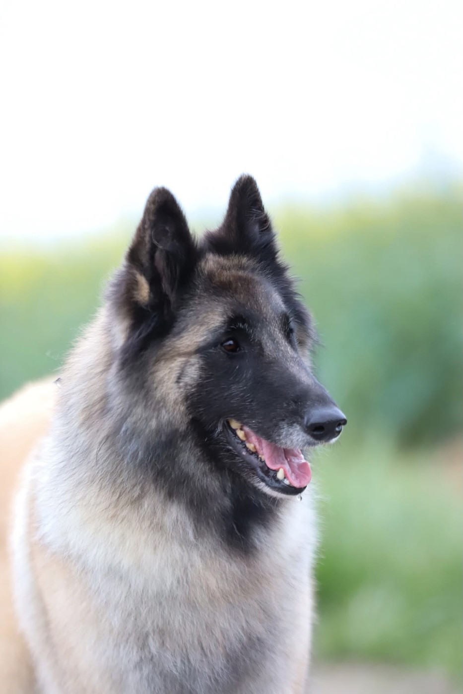 Shepherds Of Paradise Shana