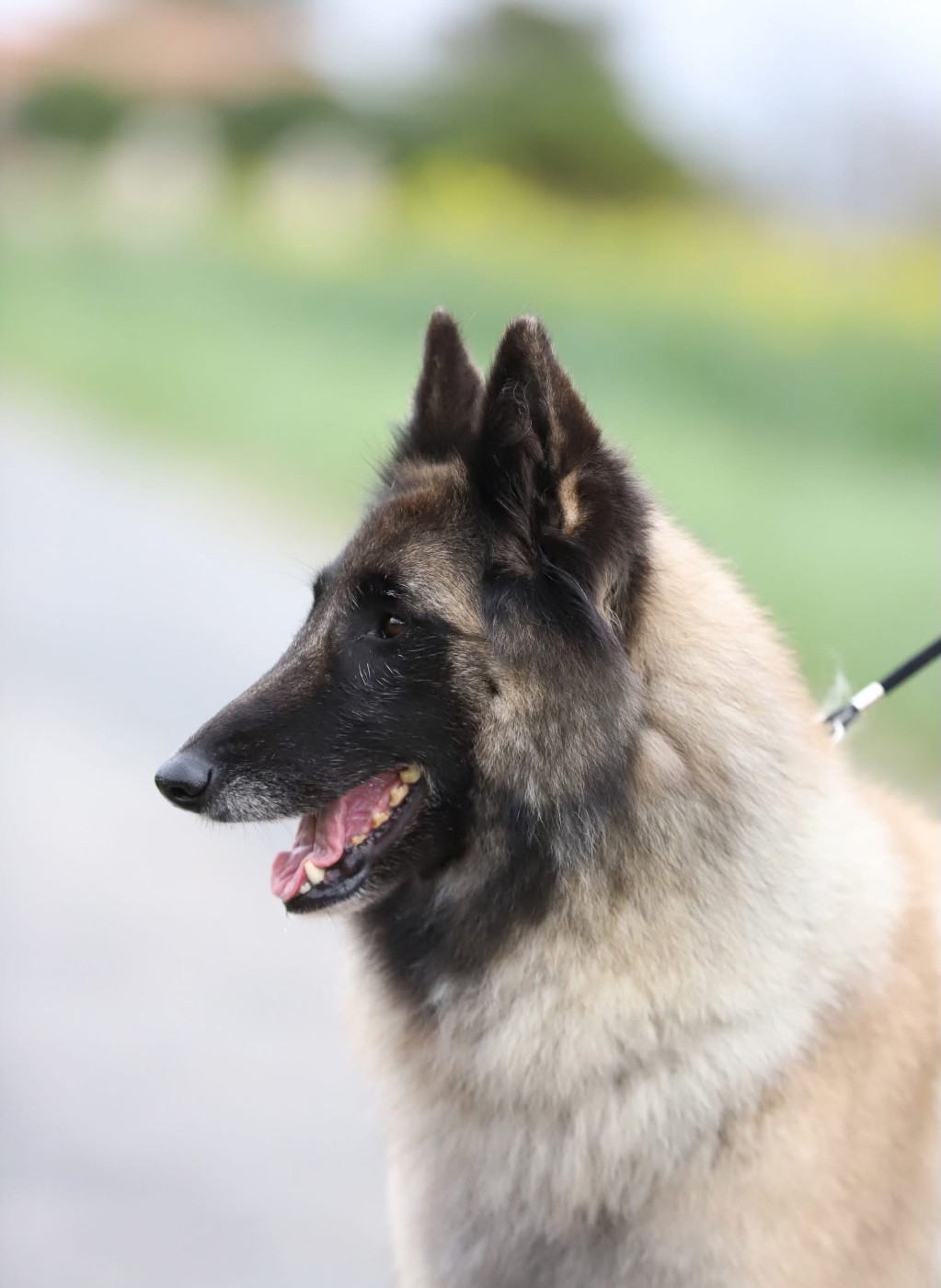 Shepherds Of Paradise Shana