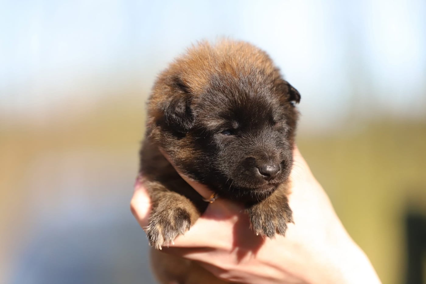 Mâle fauve collier jaune - Berger Belge