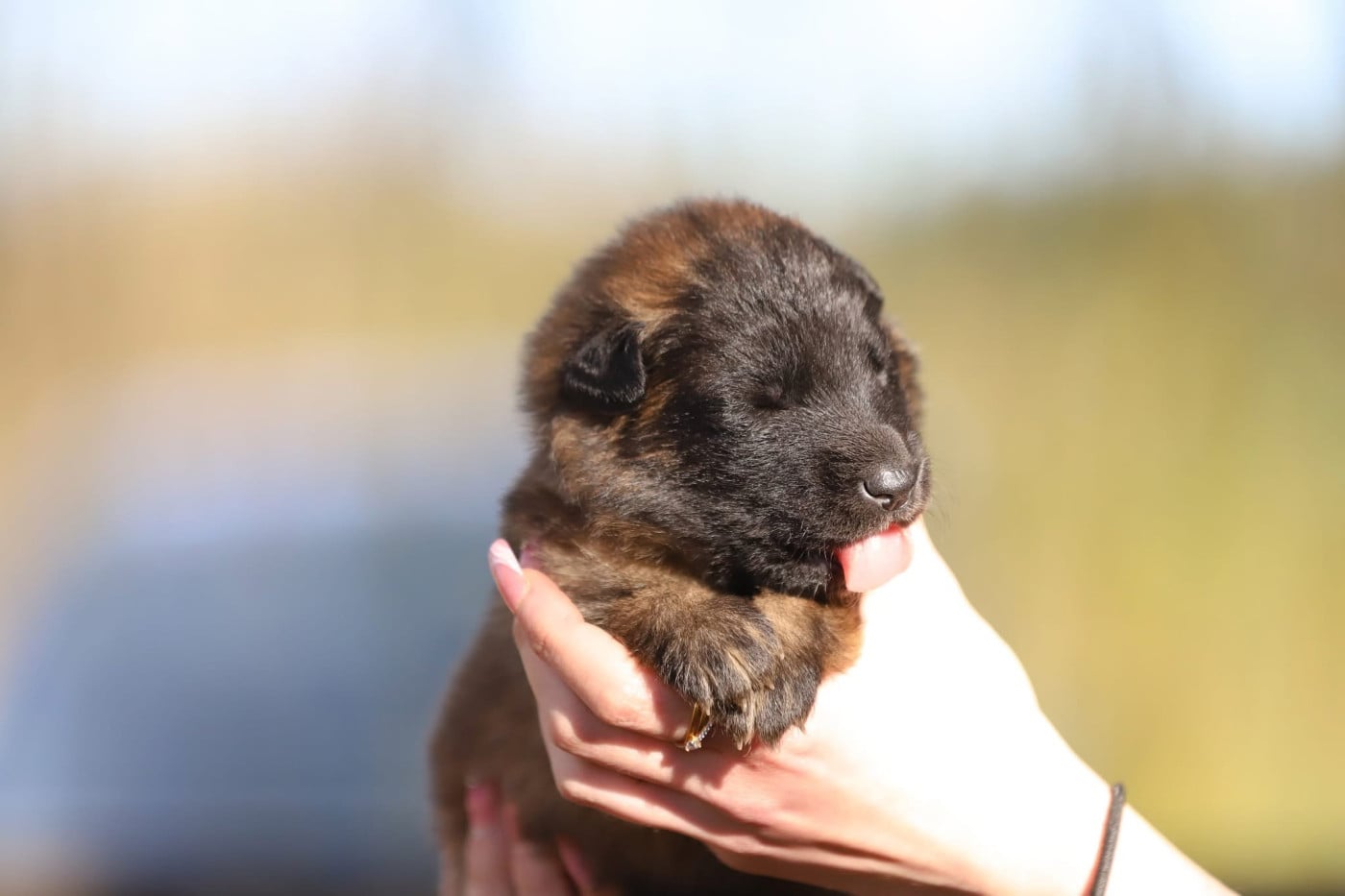 Mâle fauve Collier noir - Berger Belge