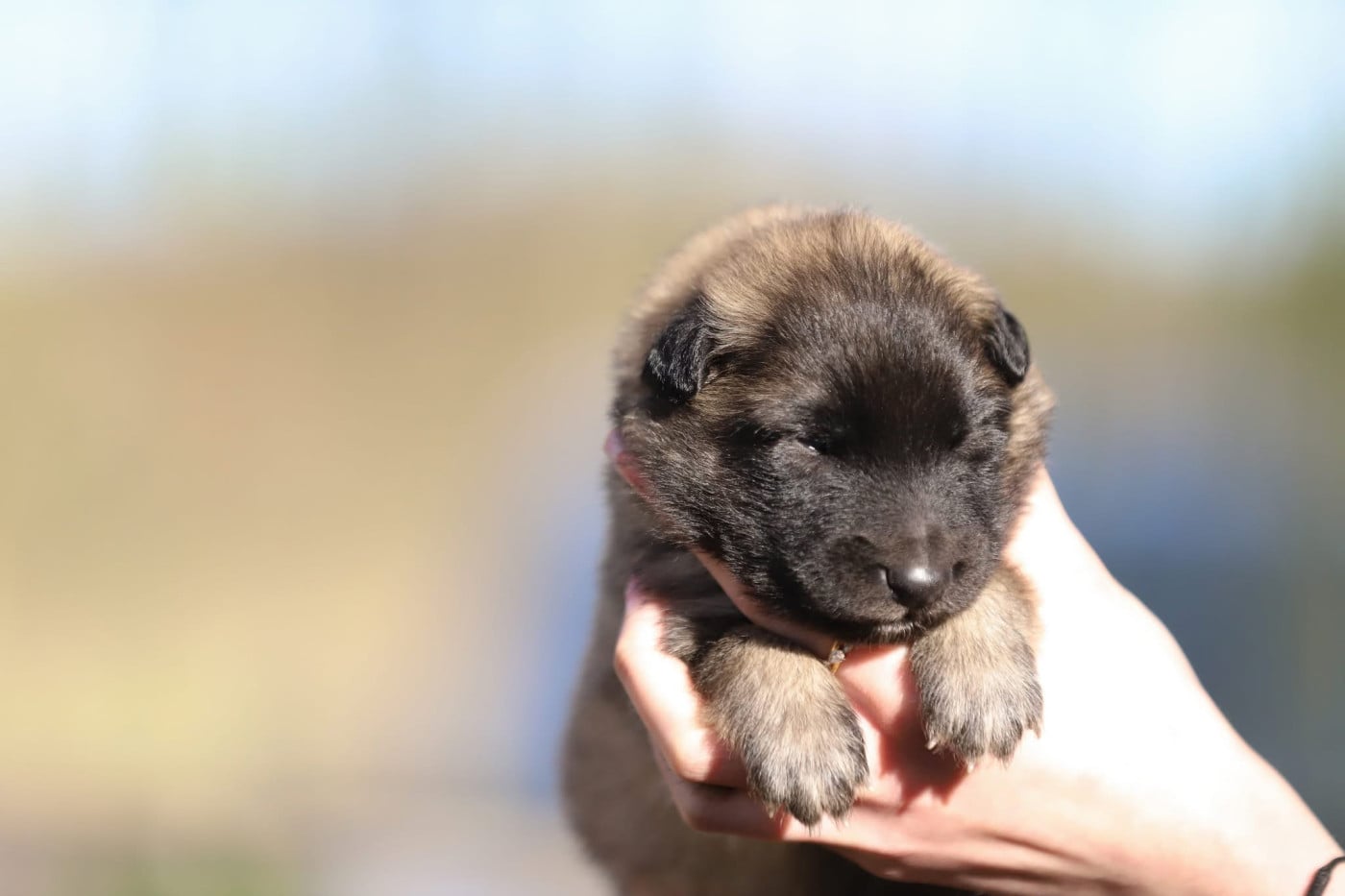 Mâle sable collier bleu - Berger Belge