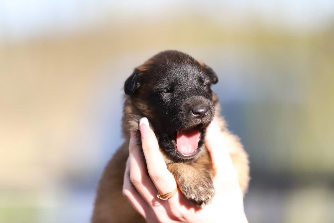Femelle fauve collier marron - Berger Belge