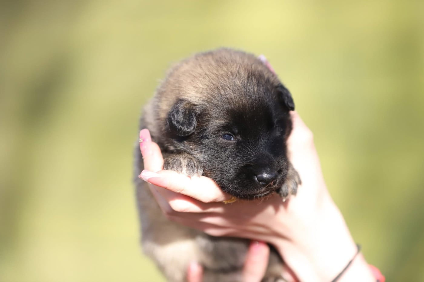 Femelle sable collier rose - Berger Belge