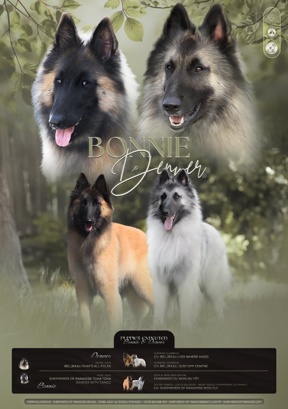 Berger Belge - Shepherds Of Paradise