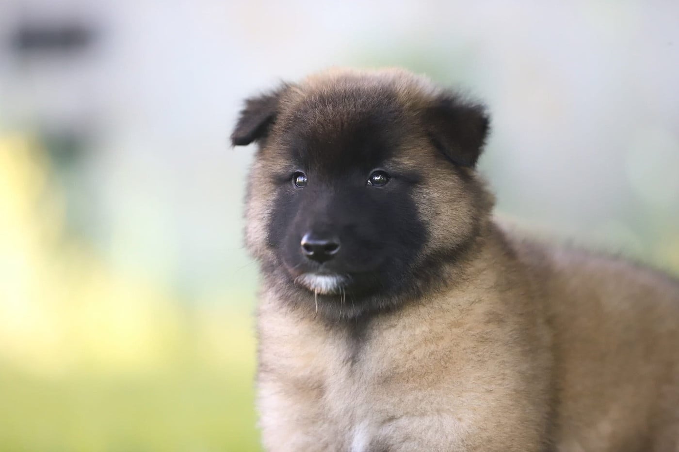 Chiot N°3