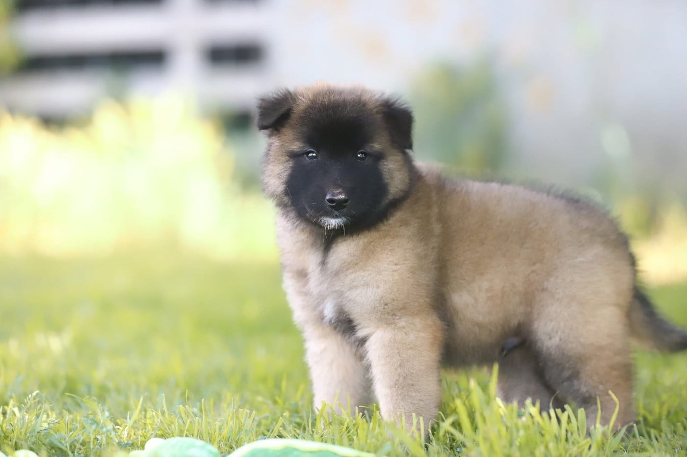 Chiot N°3