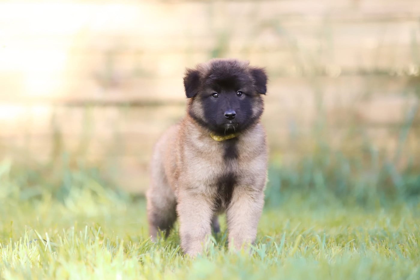 Chiot N°5 - Berger Belge