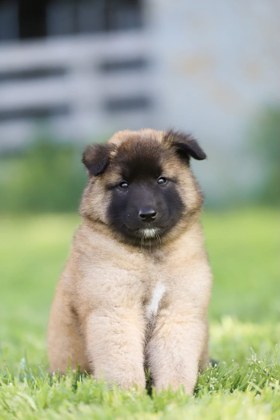 Chiot N°1
