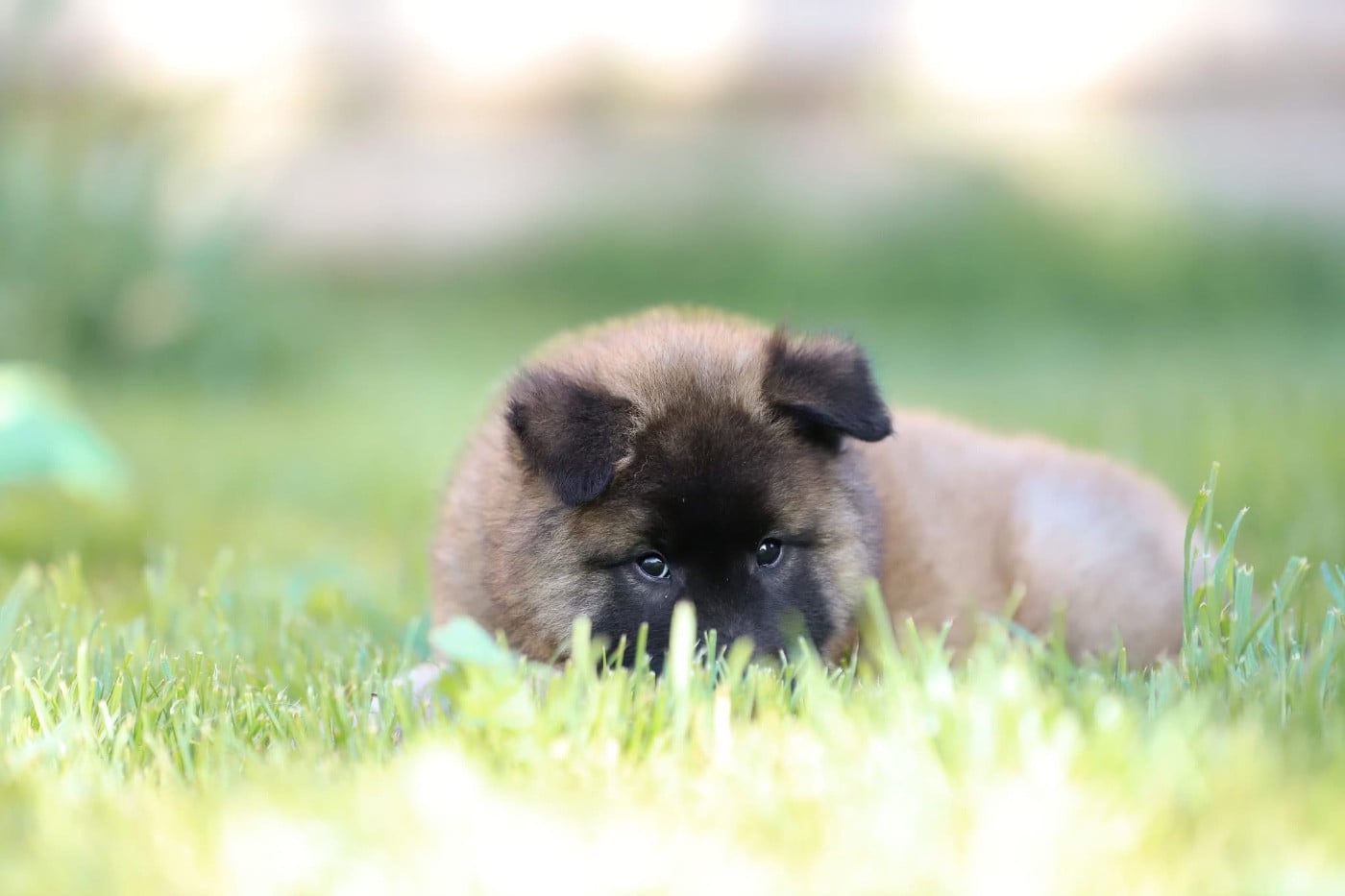 Chiot N°1