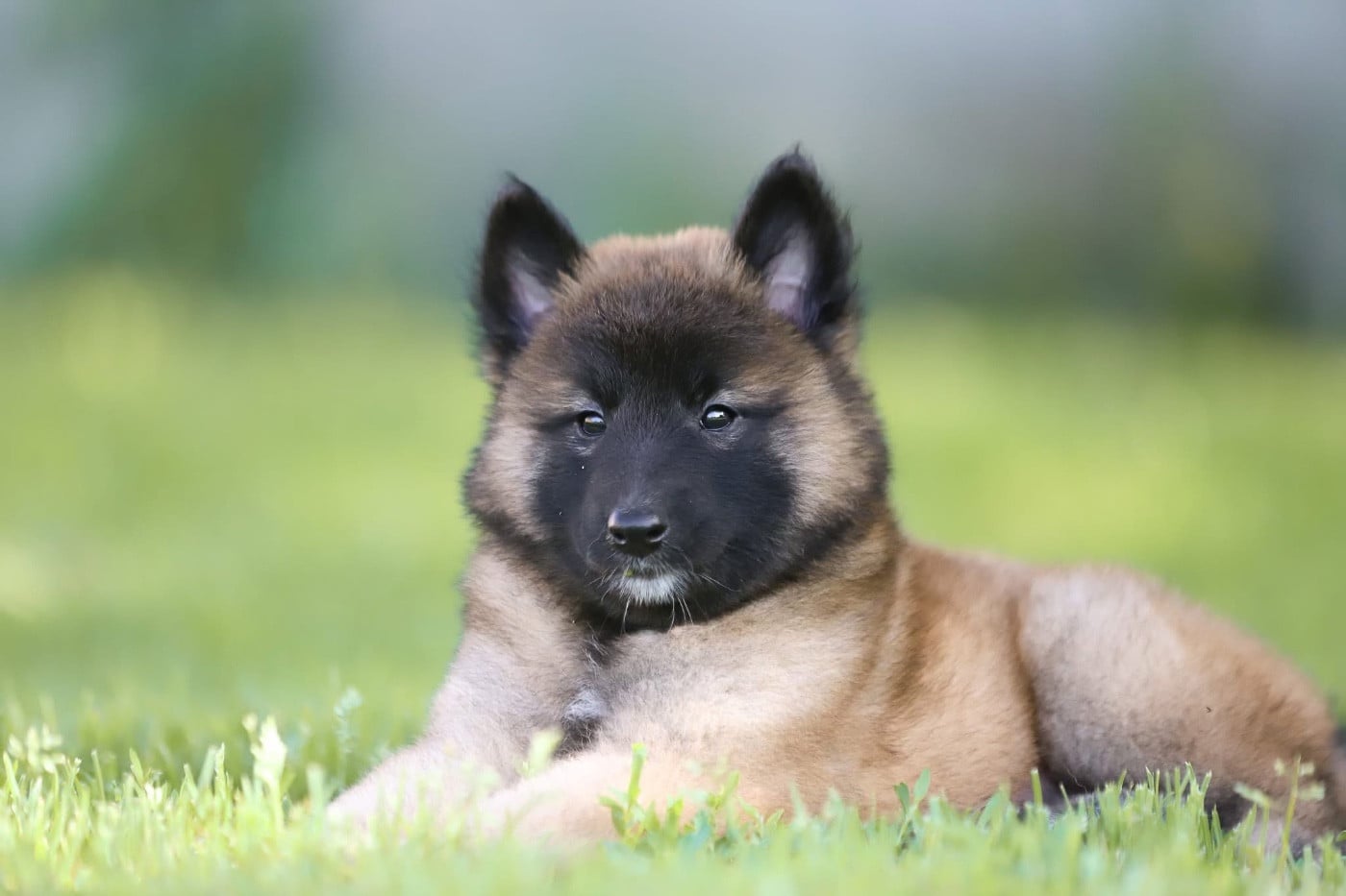 Chiot N°7