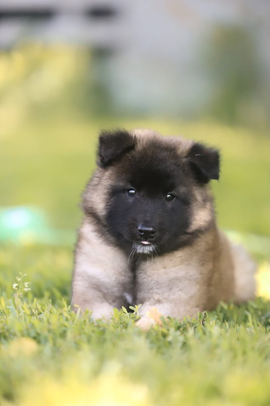 Chiot N°2