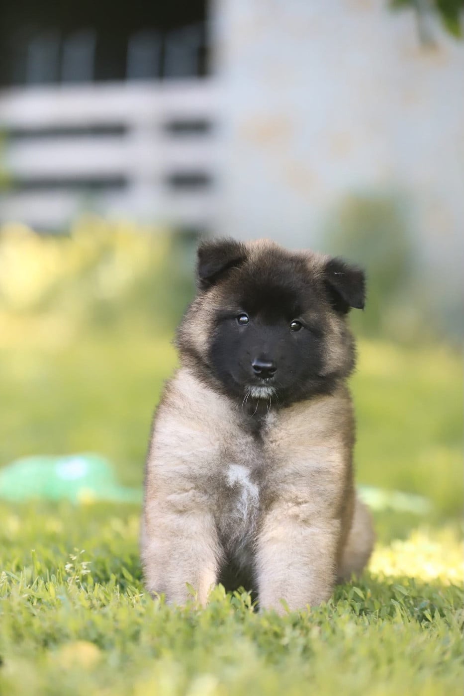 Chiot N°2