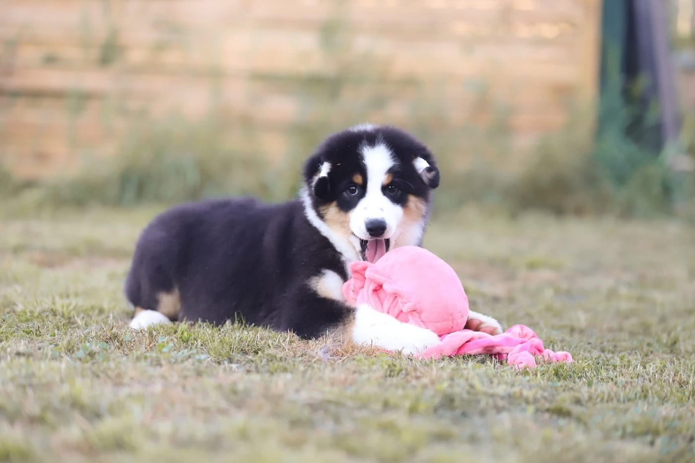 Chiot N°6