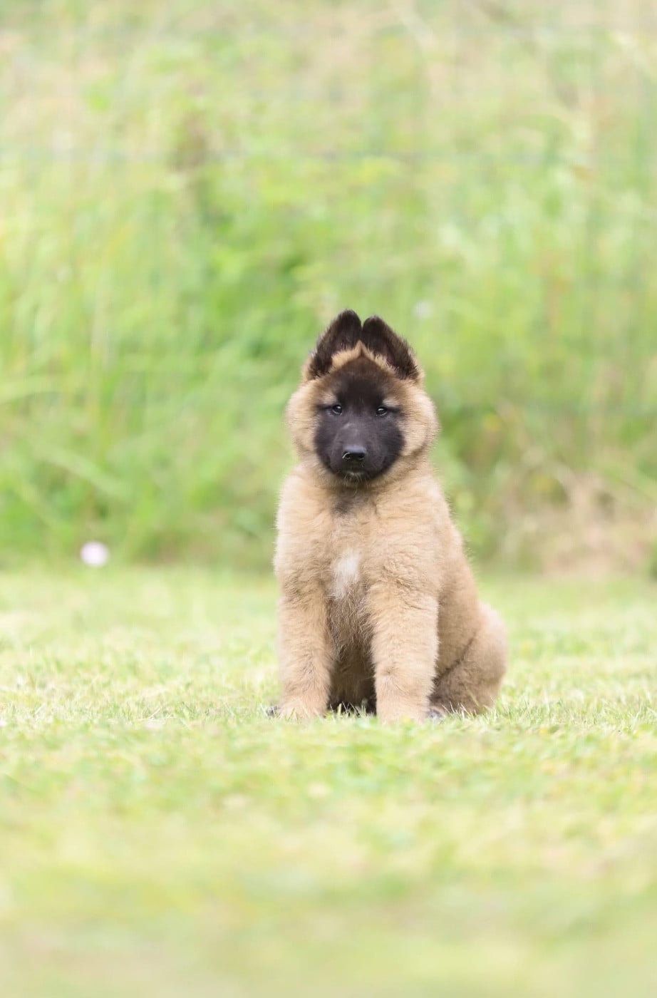 Chiot N°1