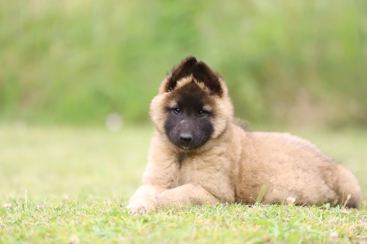 Chiot N°1