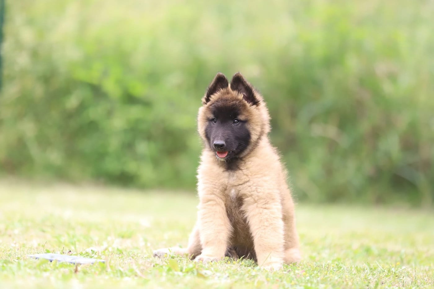 Chiot N°3