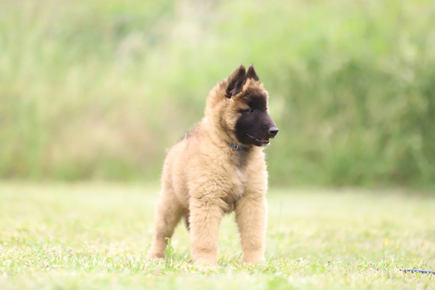Chiot N°3