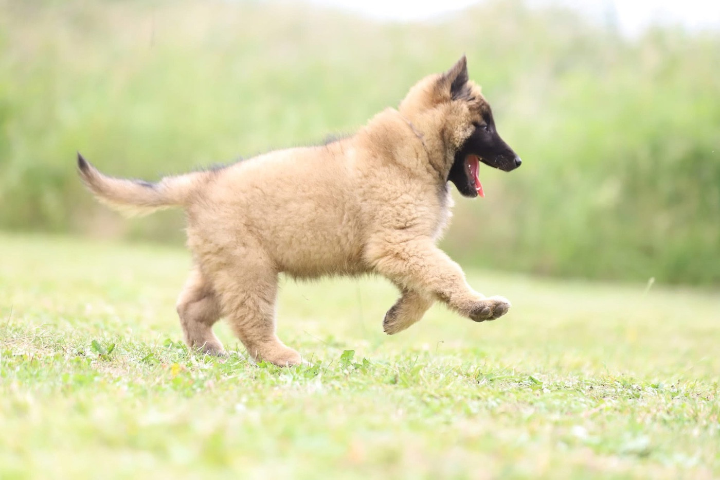 Chiot N°3