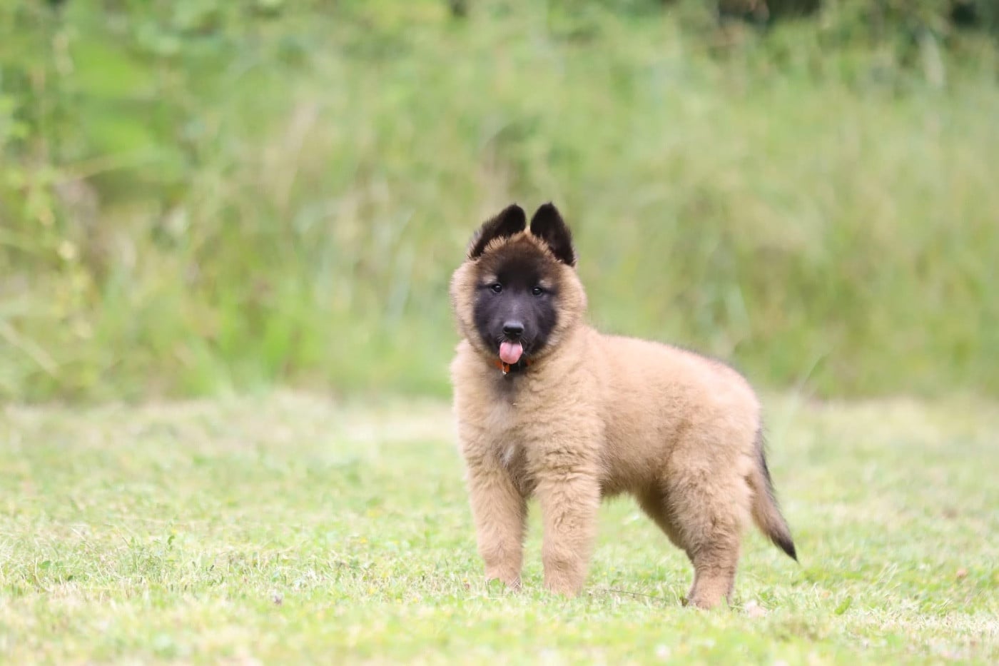 Chiot N°4