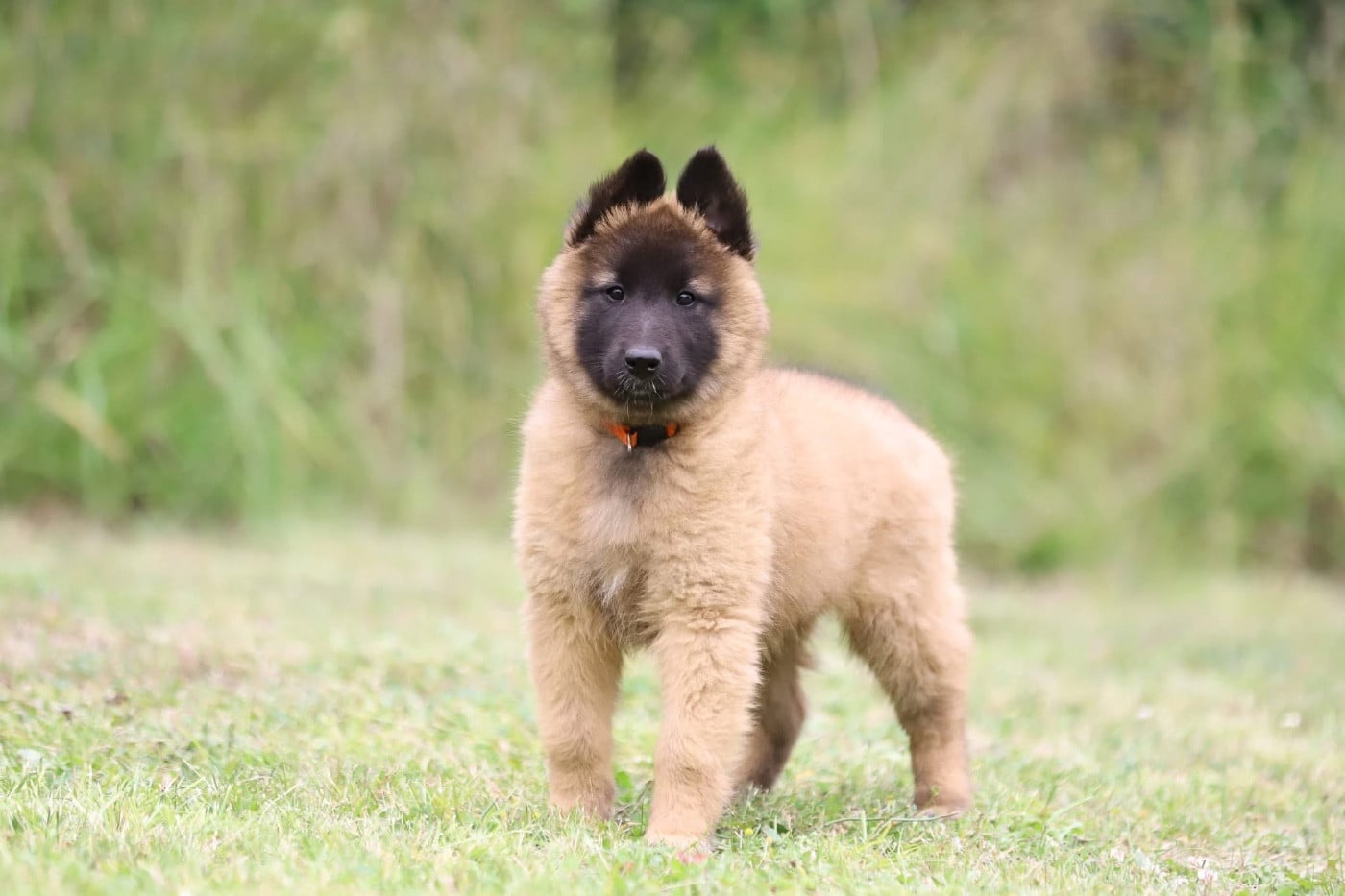 Chiot N°4