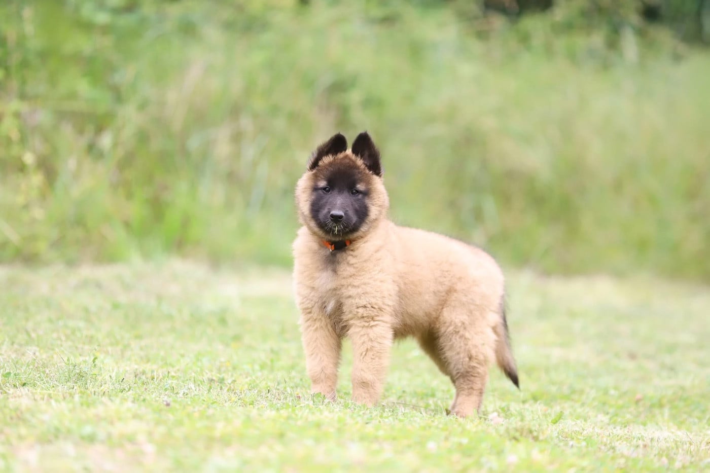Chiot N°4