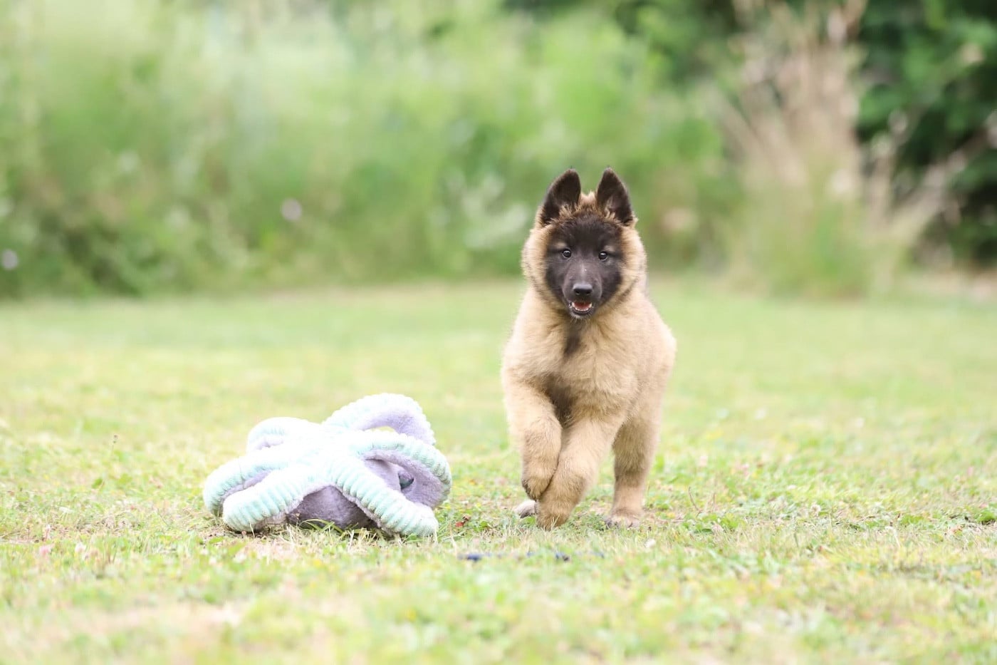 Chiot N°5