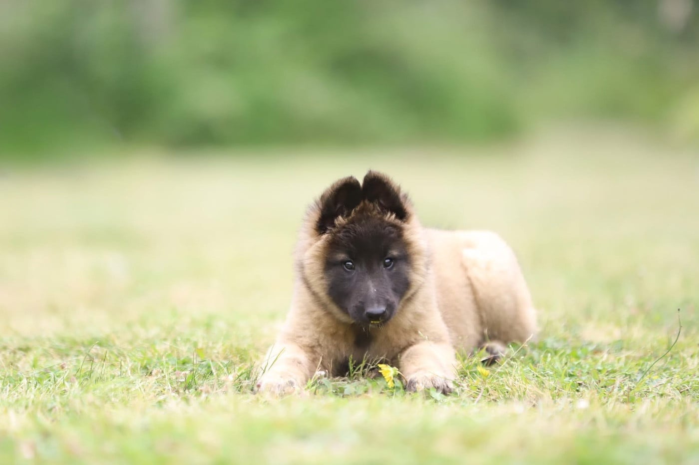 Chiot N°5