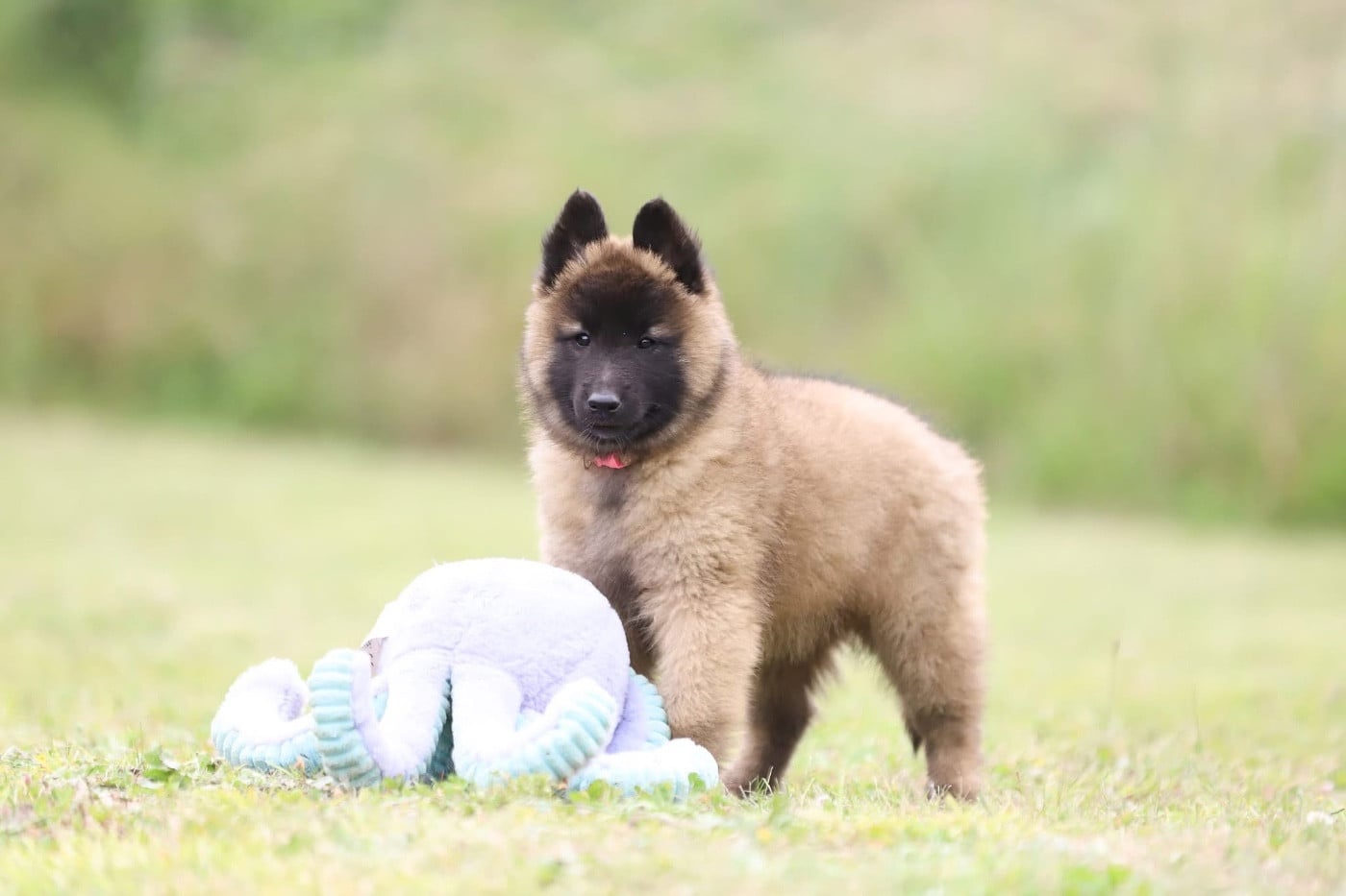 Chiot N°6