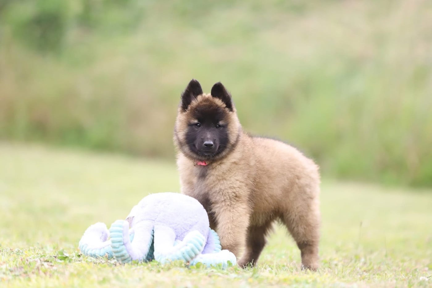 Chiot N°6