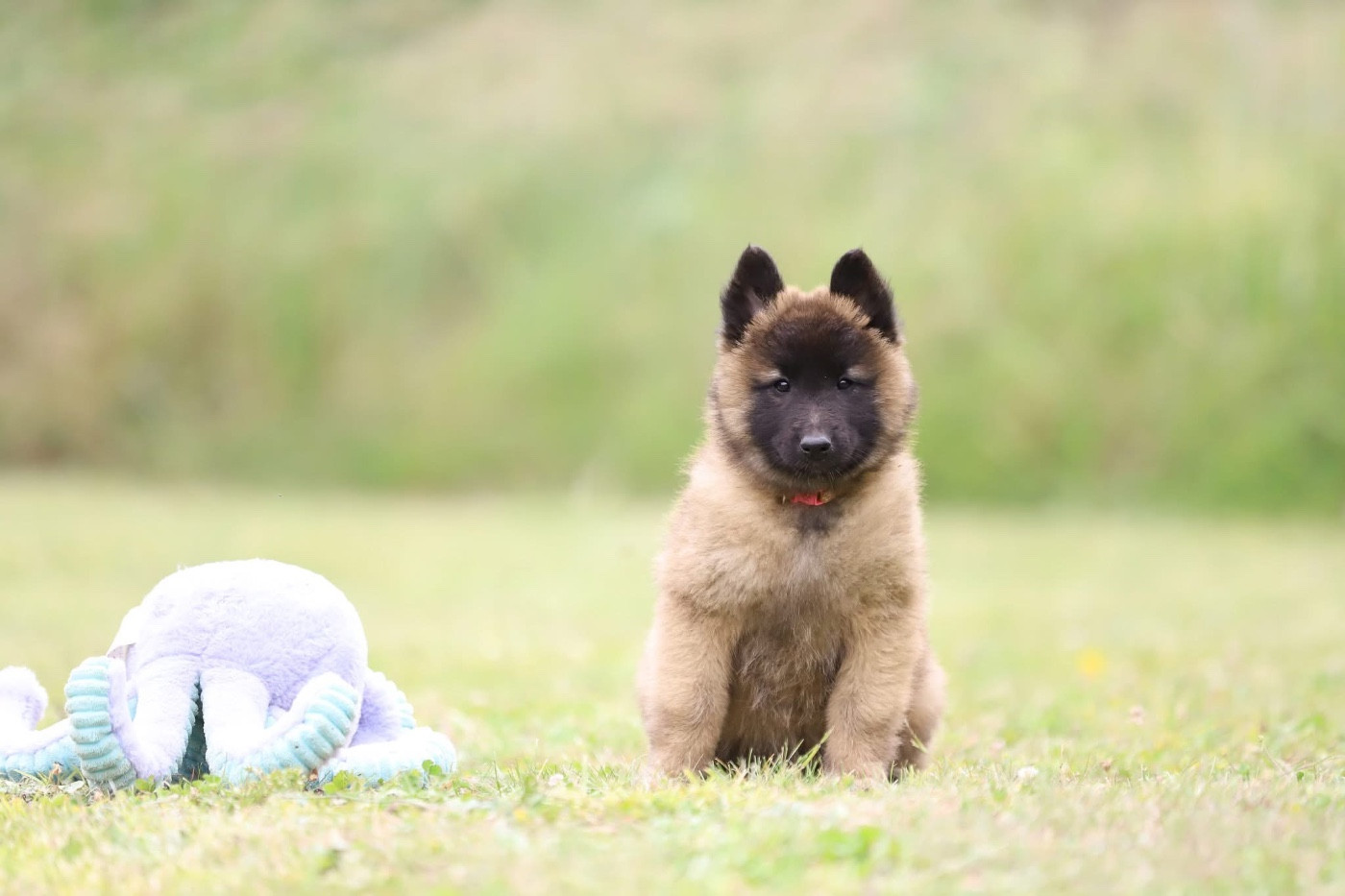 Chiot N°6