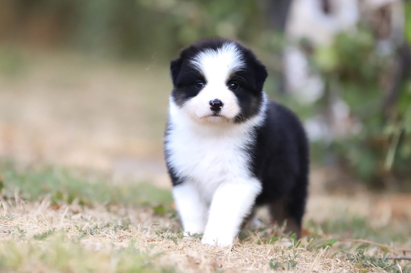 CHIOT 2 - Berger Australien