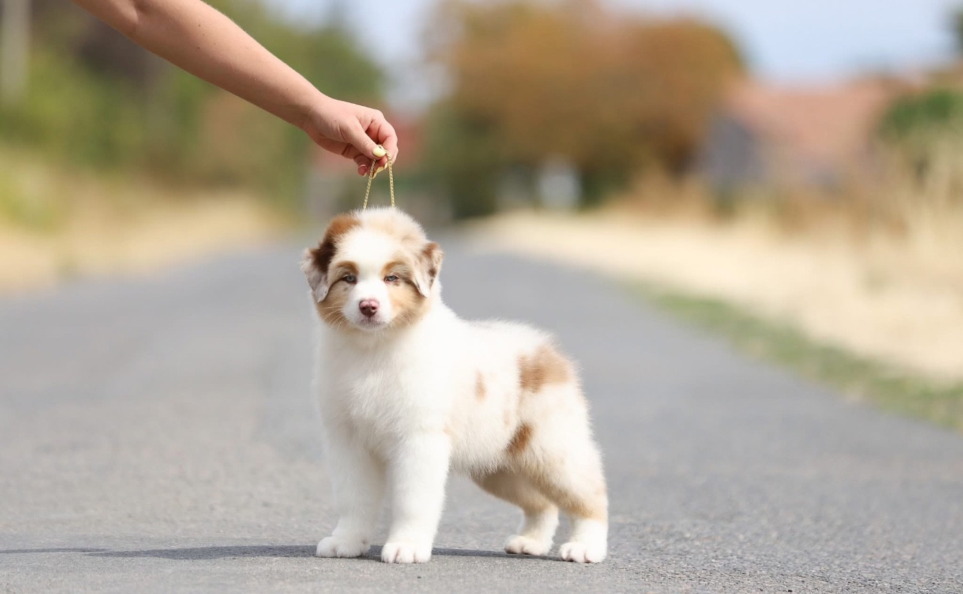 CHIOT 5