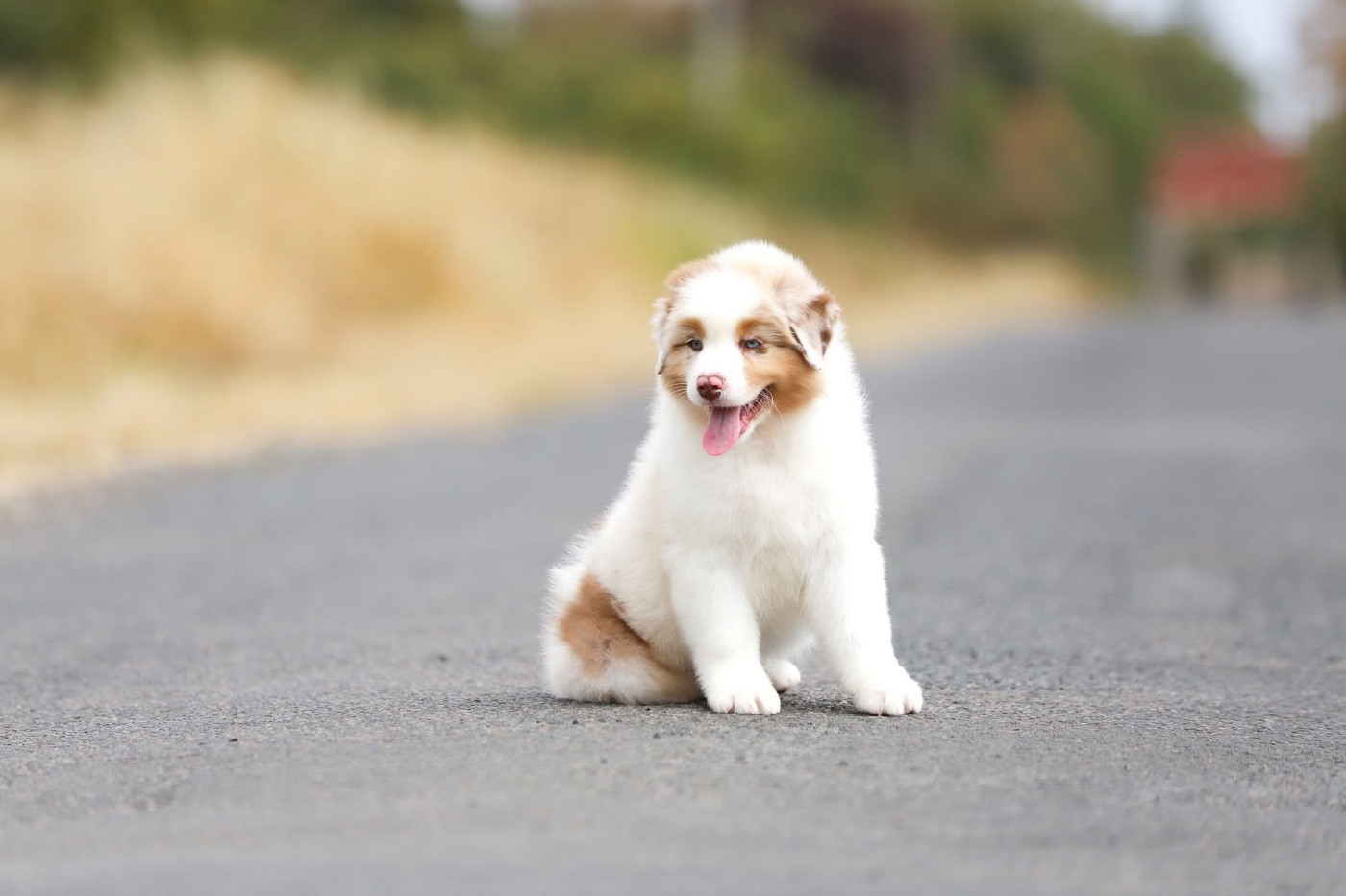 CHIOT 5