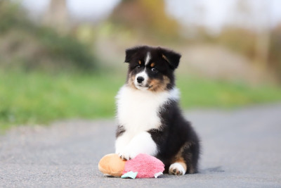 Les chiots de Berger Australien