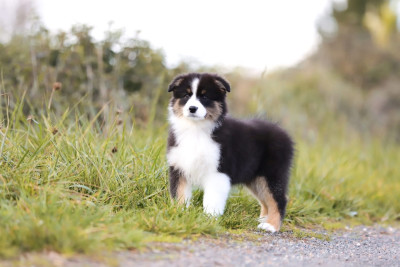 Les chiots de Berger Australien