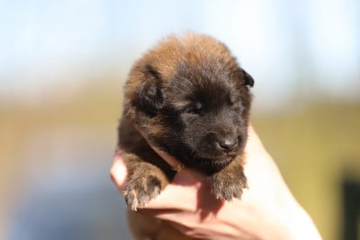 Mâle fauve collier jaune - Berger Belge