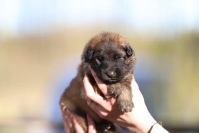 Femelle fauve collier violet - Berger Belge