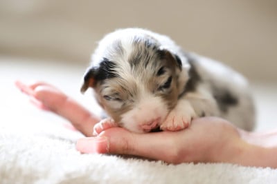 Les chiots de Berger Australien