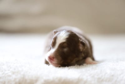 Les chiots de Berger Australien