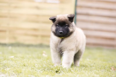 Les chiots de Berger Belge