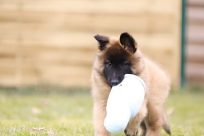 Les chiots de Berger Belge
