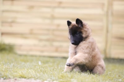 Les chiots de Berger Belge