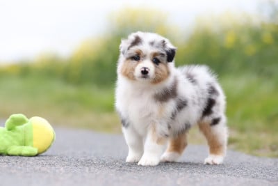 Les chiots de Berger Australien