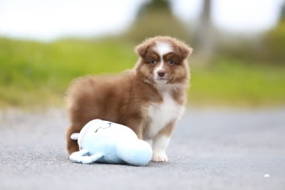 Les chiots de Berger Australien
