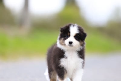 Les chiots de Berger Australien