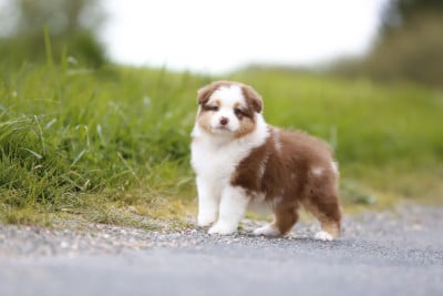 Les chiots de Berger Australien