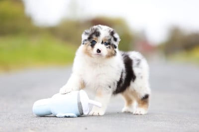 Les chiots de Berger Australien